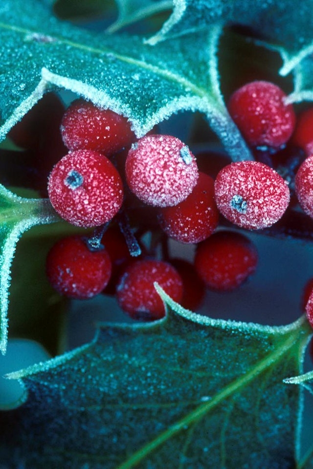 Winter Berries Wallpaper Iphone - HD Wallpaper 