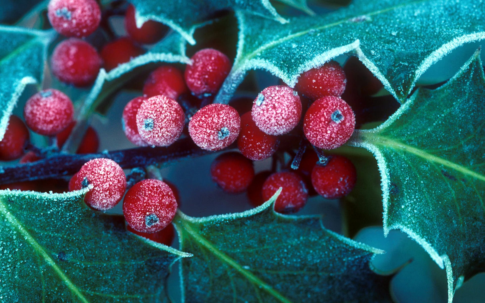 Frosted Holly Berries - Holly And Berries Frosted - HD Wallpaper 