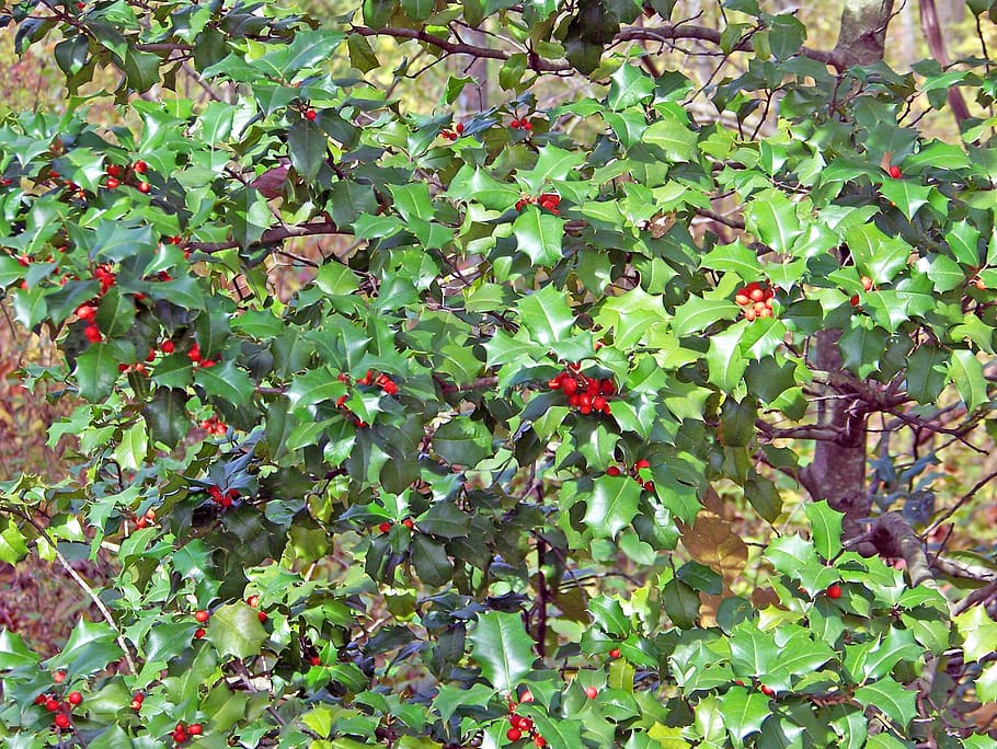 Holly, Holly Berries, Holly Bush, Holly Tree, Christmas - HD Wallpaper 