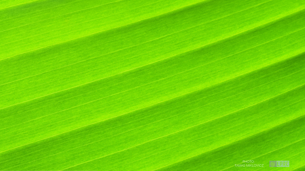 Ensete - HD Wallpaper 