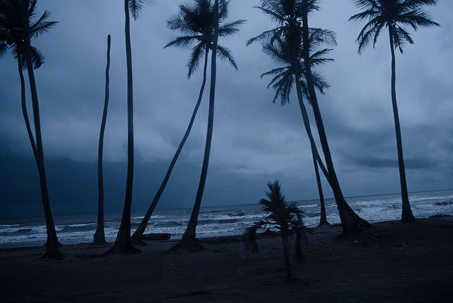 Venezuela, Falcón, Night, Shadow, Palm, Palm Trees, - HD Wallpaper 