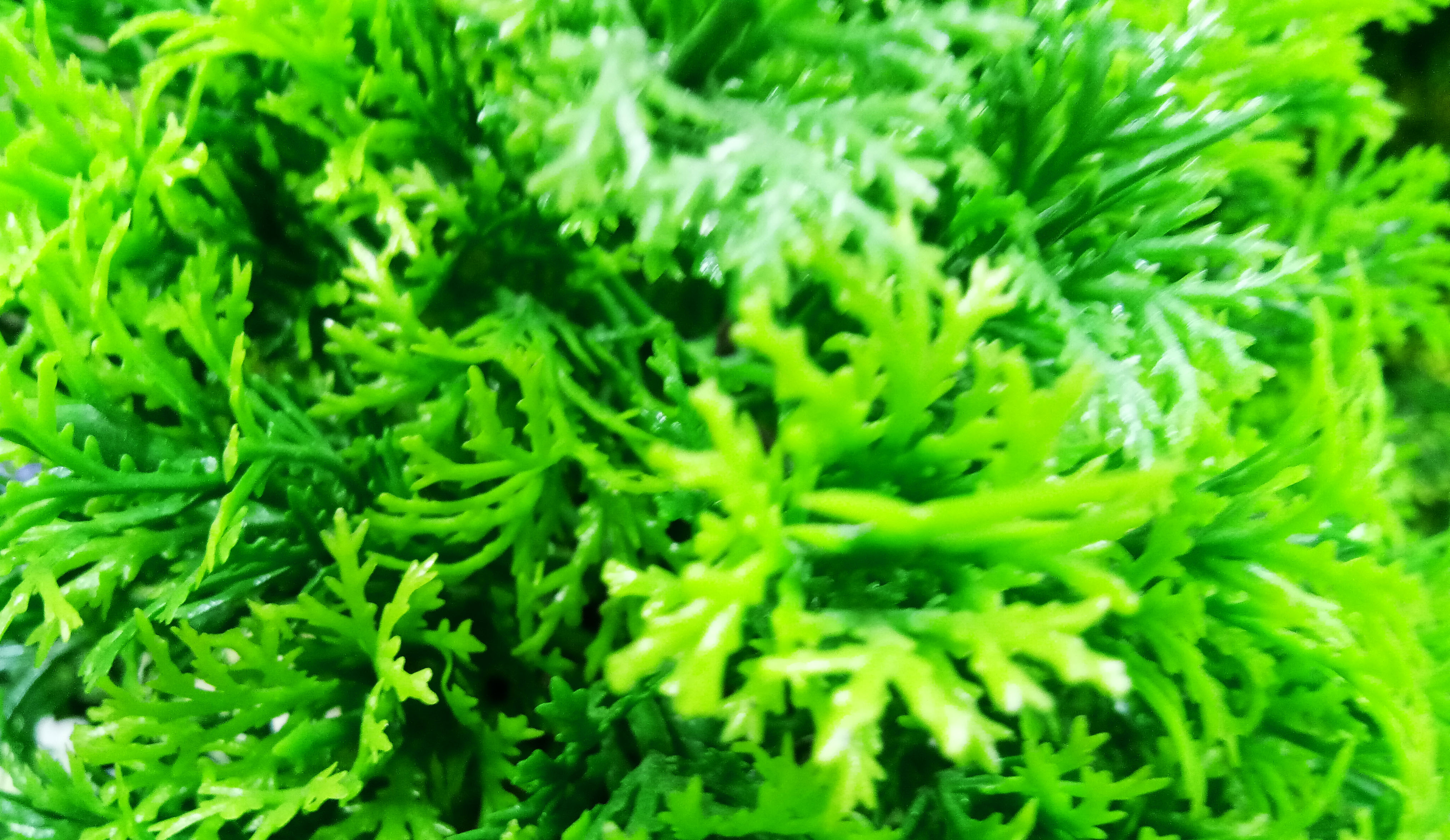 Grass - HD Wallpaper 