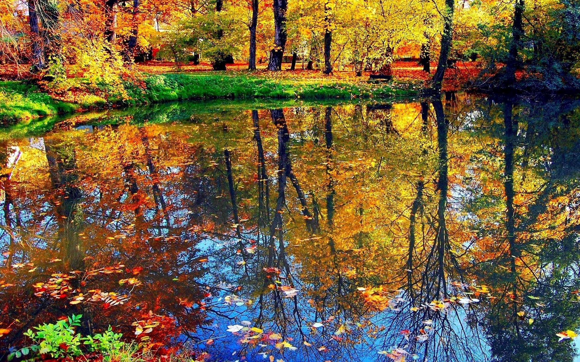 Sindri Wallpaper - Autumn Pond - HD Wallpaper 