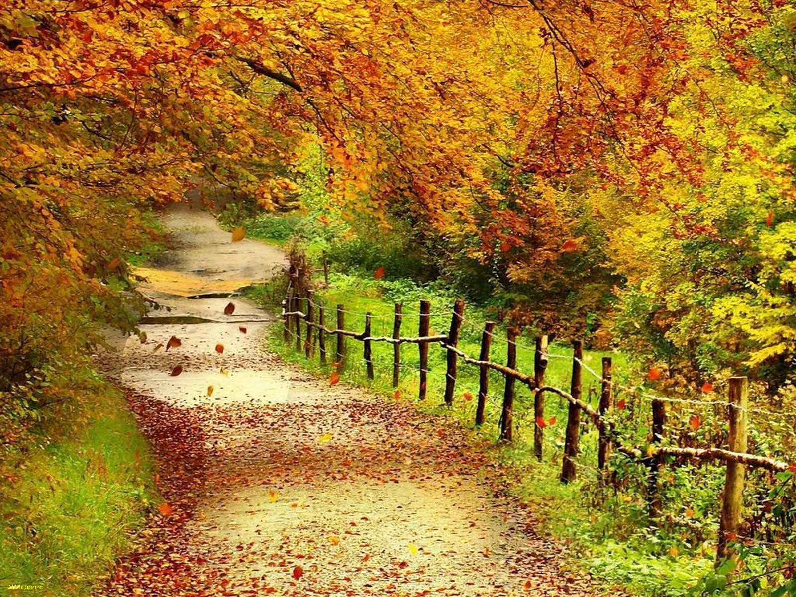 Beautiful Scenery Wallpapers Hd - HD Wallpaper 