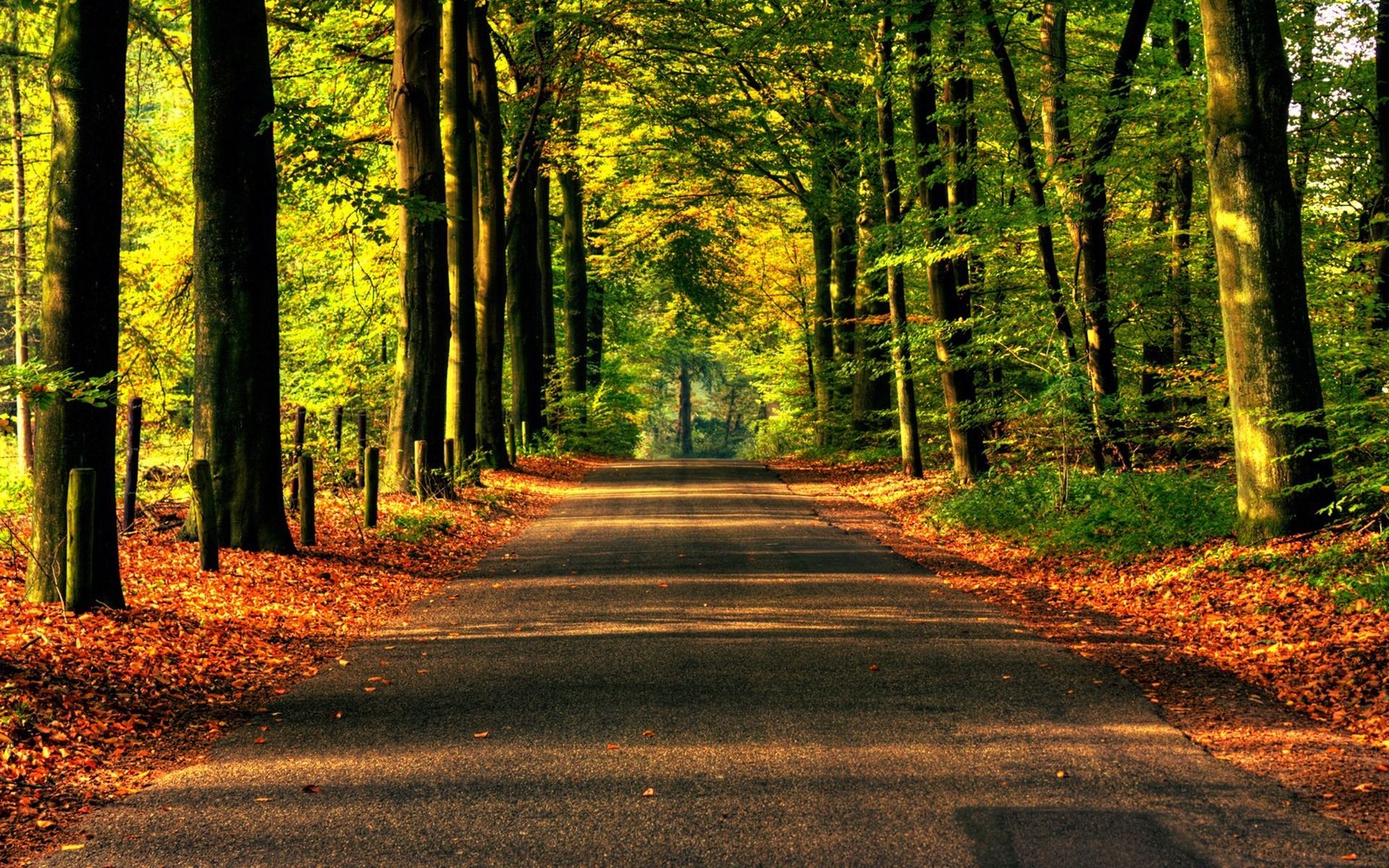 Nature, Road, Forest, Trees, Asphalt - Road To Forest - HD Wallpaper 