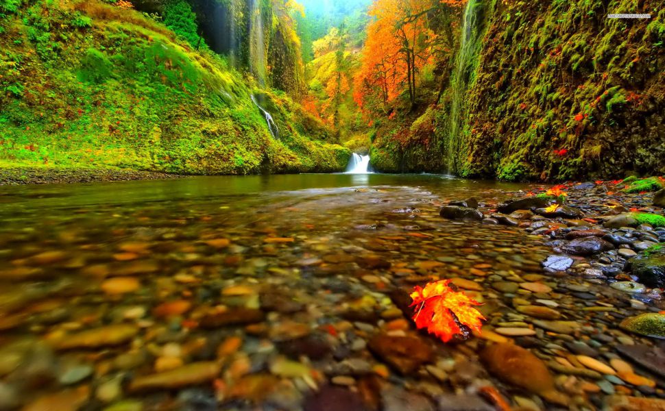 Wallpaper - HD Wallpaper 