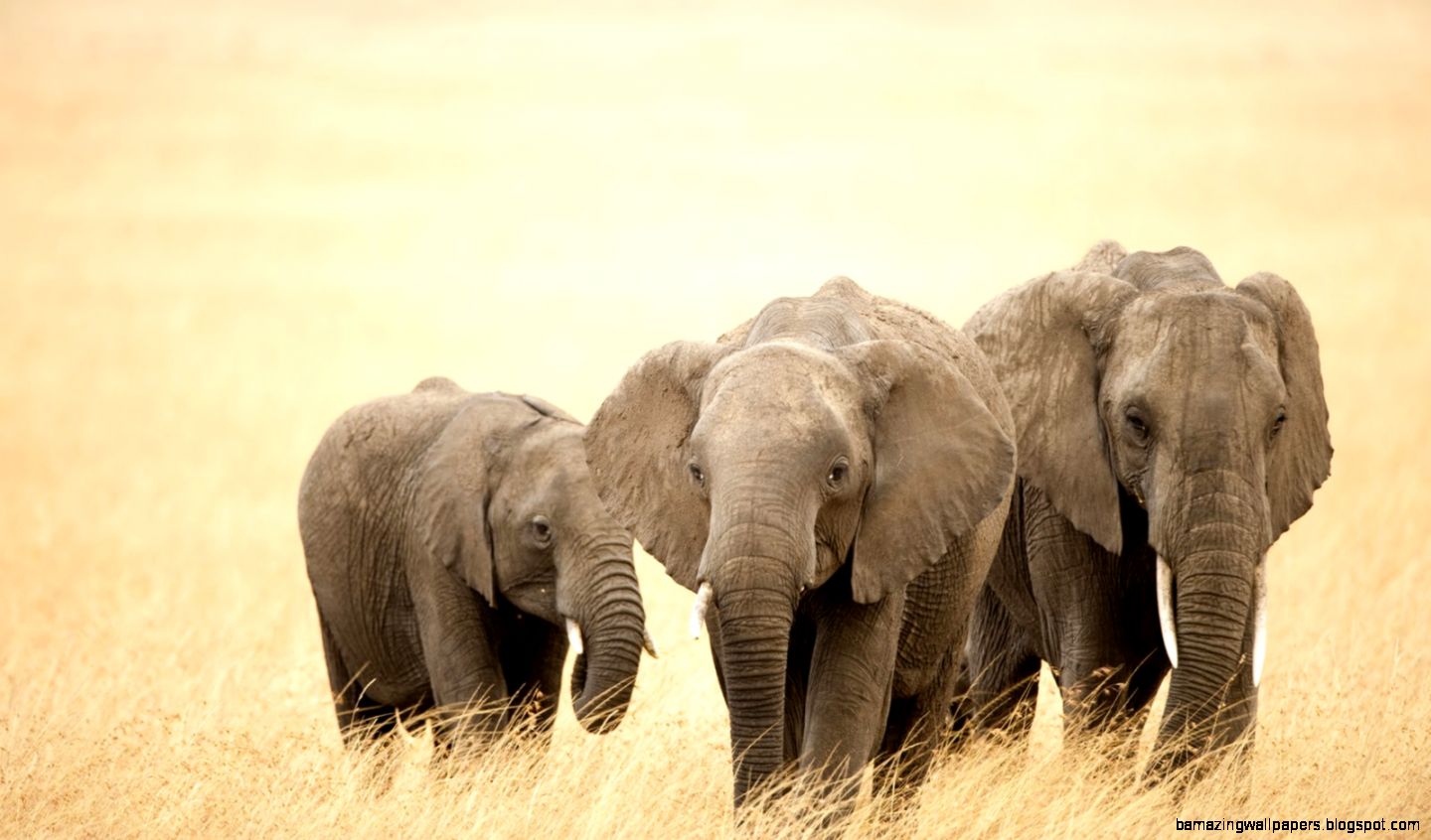 Cute Elephant Pictures Hd - Elephants Are The Only Animal That Can T Jump - HD Wallpaper 