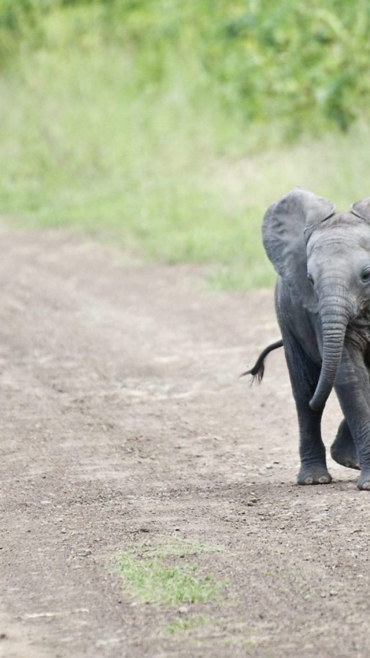 Best Baby Elephant - HD Wallpaper 