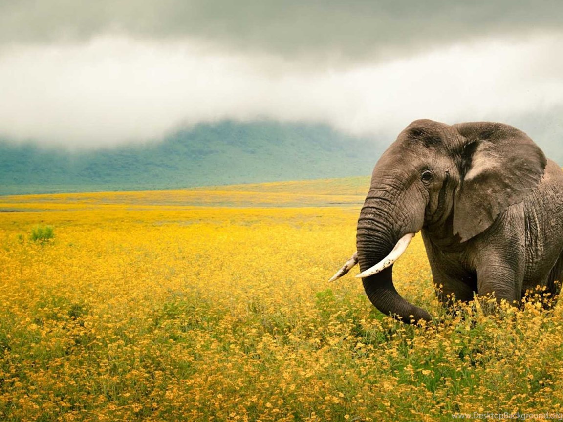 Cute Elephant Wallpapers - National Geographic Wallpaper 2019 - HD Wallpaper 