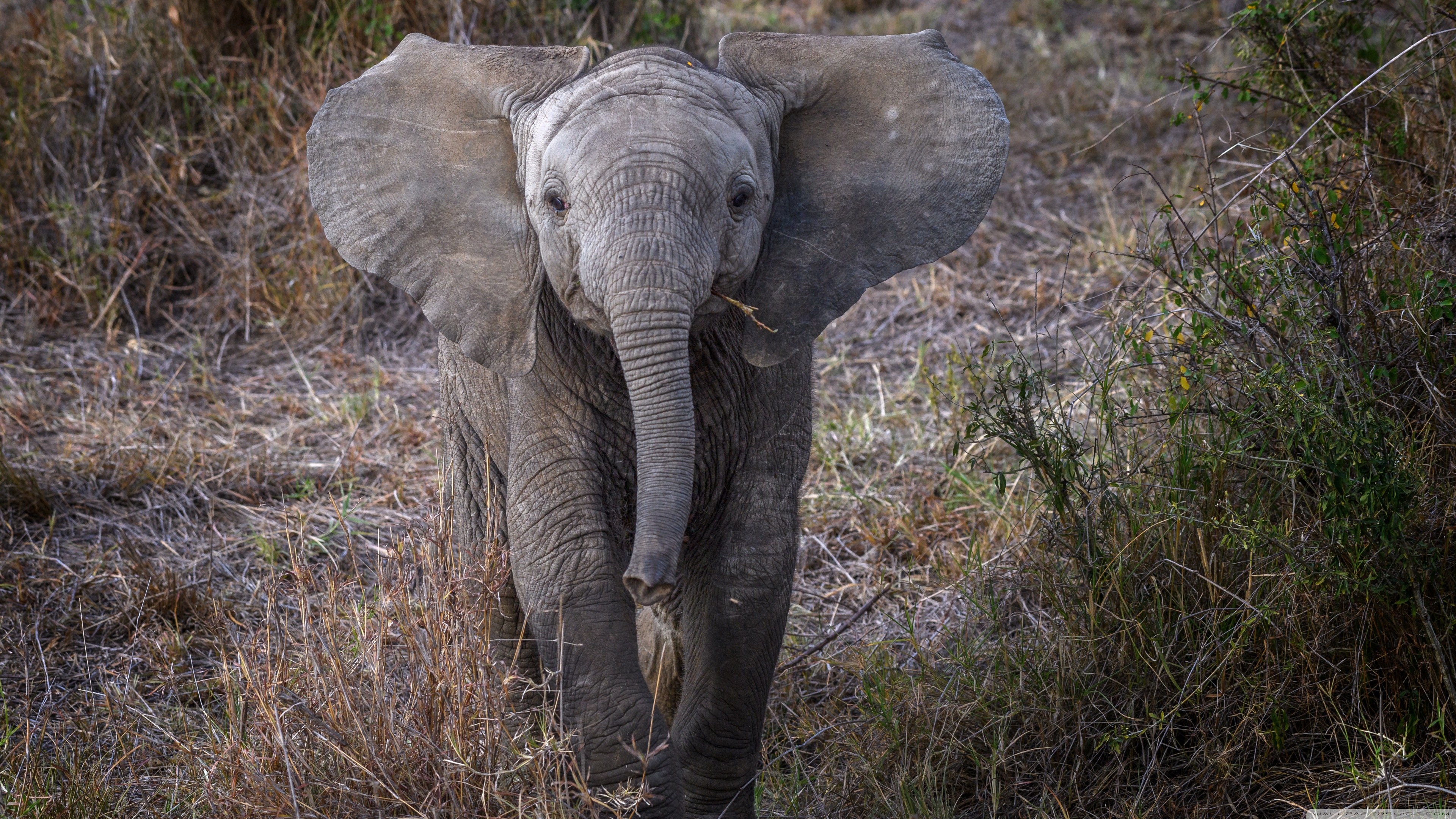 Baby African Elephant Hd - HD Wallpaper 