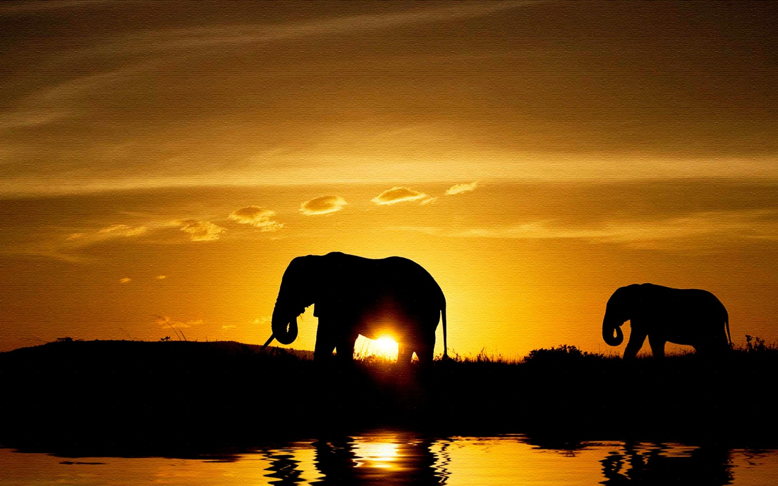 Elephant Sunset Background - HD Wallpaper 