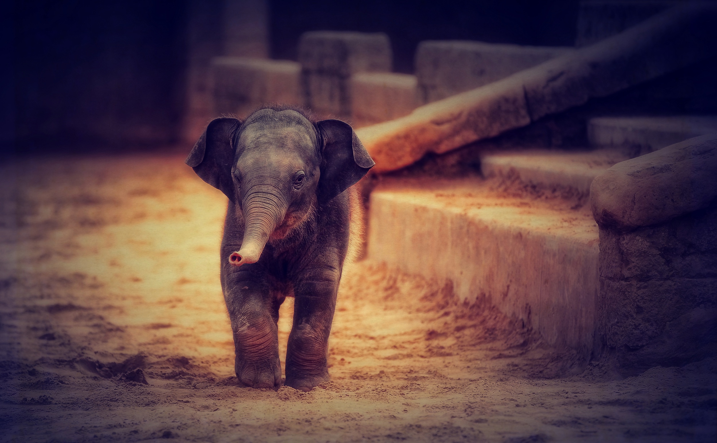 Indian Elephant - HD Wallpaper 