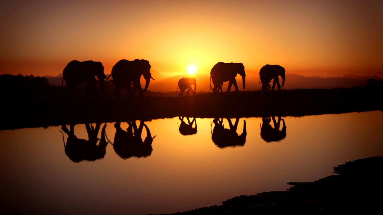 Elephants In Sundown - HD Wallpaper 