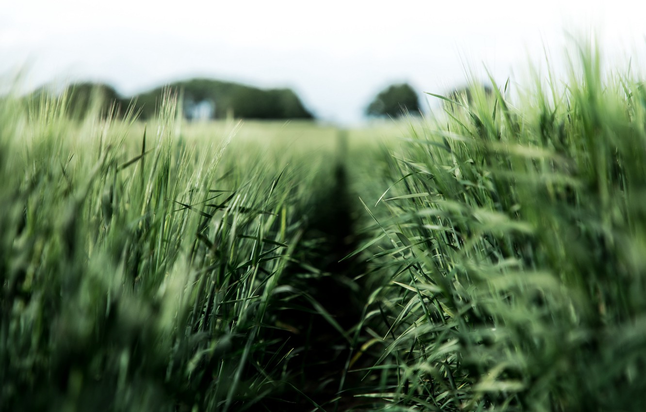 Photo Wallpaper Green, Field, Nature, Macro, Blur, - Agriculture - HD Wallpaper 