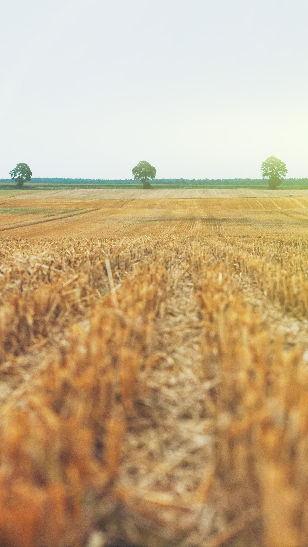 Farm Fall Field Nature Yellow Flare Android Wallpaper - Iphone Wallpaper Farm - HD Wallpaper 