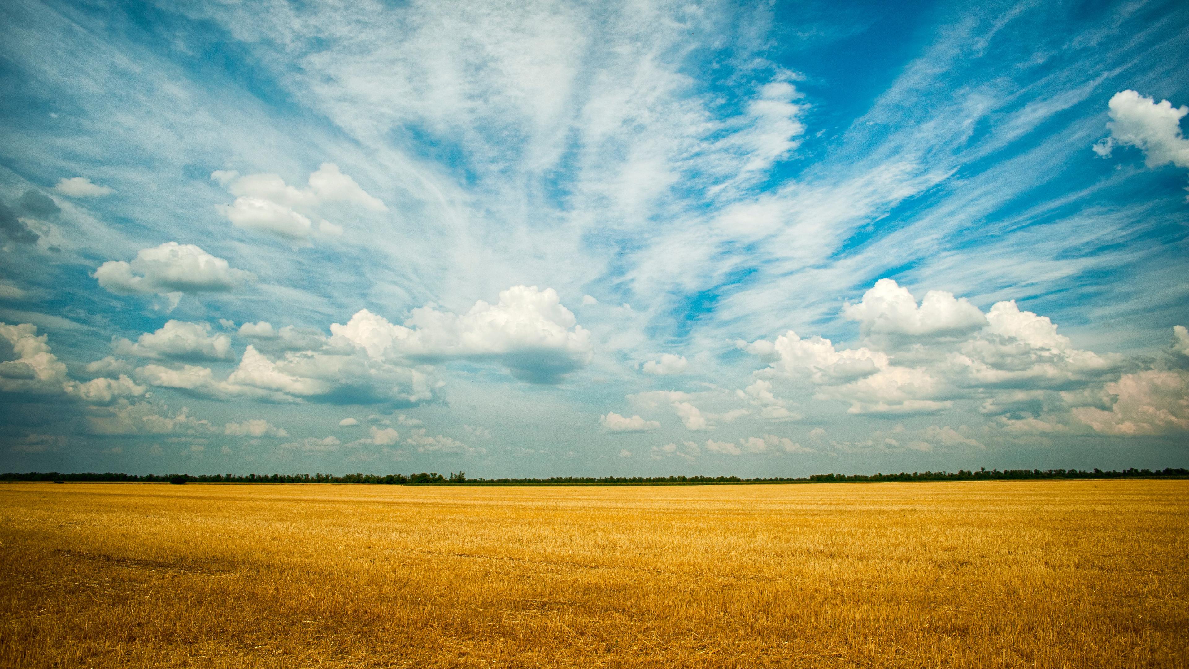 Yellow Grass Field 4k - Rule Of Thirds - HD Wallpaper 