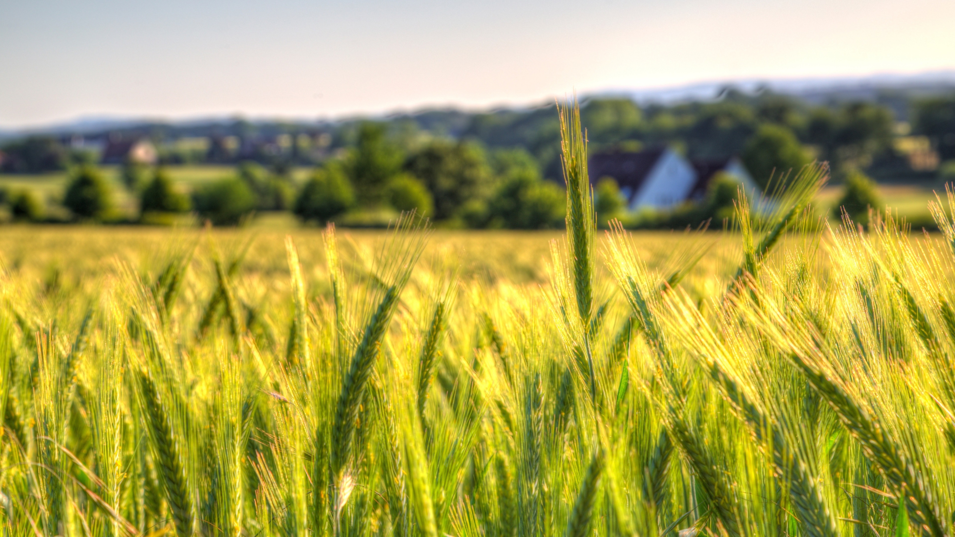 Wallpaper Wheat Field, Countryside, Farm - Wheat Mobile - HD Wallpaper 