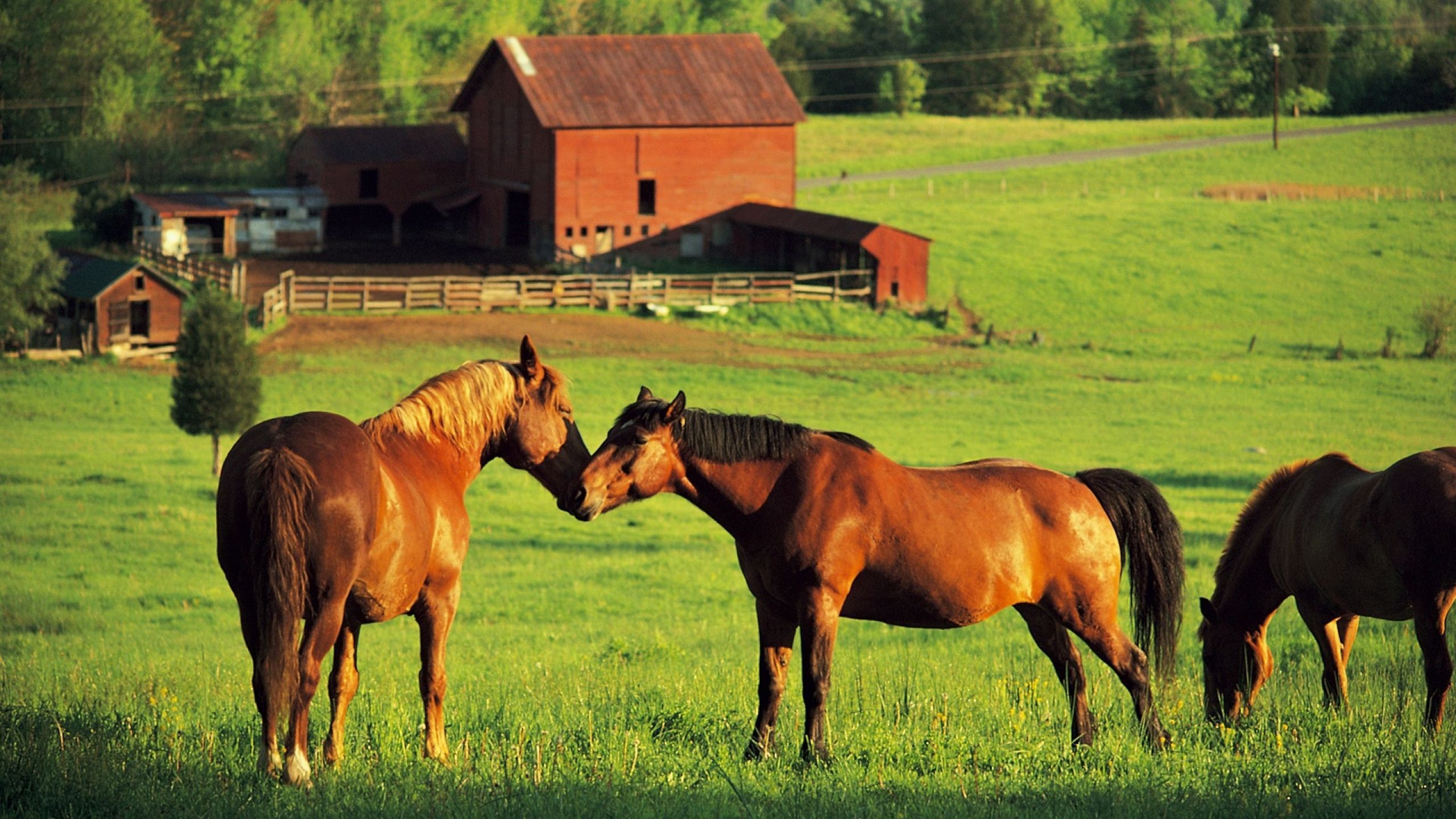 Farm Animals Wallpaper Hd - HD Wallpaper 