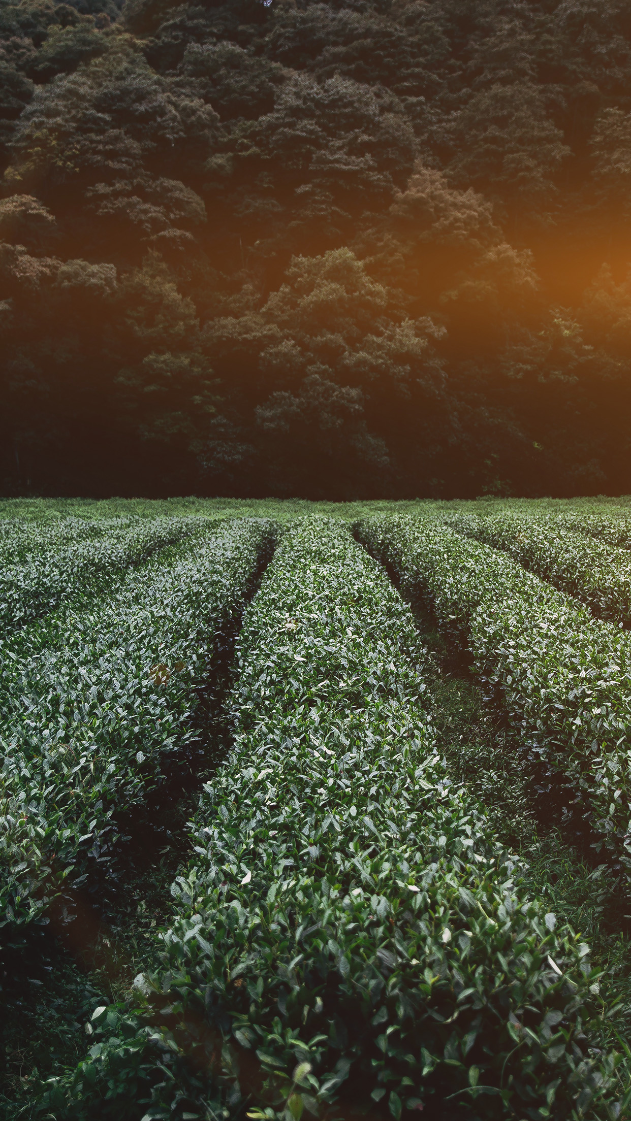 Farm Dark Nature Flower Leaf Tree Flare Android Wallpaper - Field - HD Wallpaper 