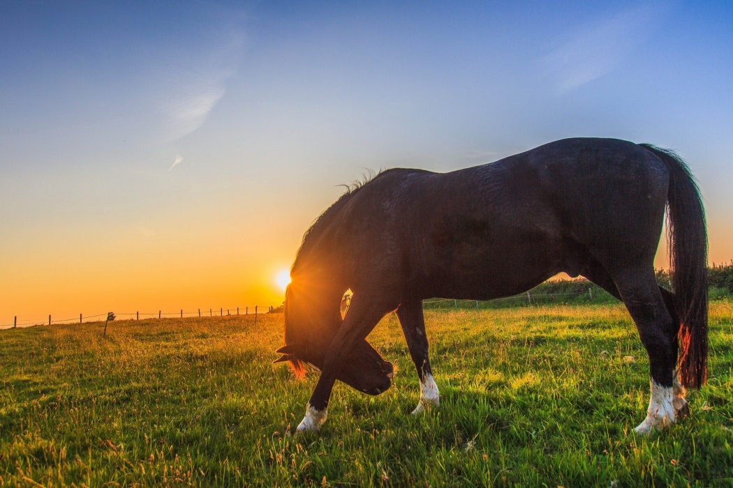Wallpaper Hd, Horse, Sunset, Farm, Grass, - Horses In A Meadow Sunset - HD Wallpaper 