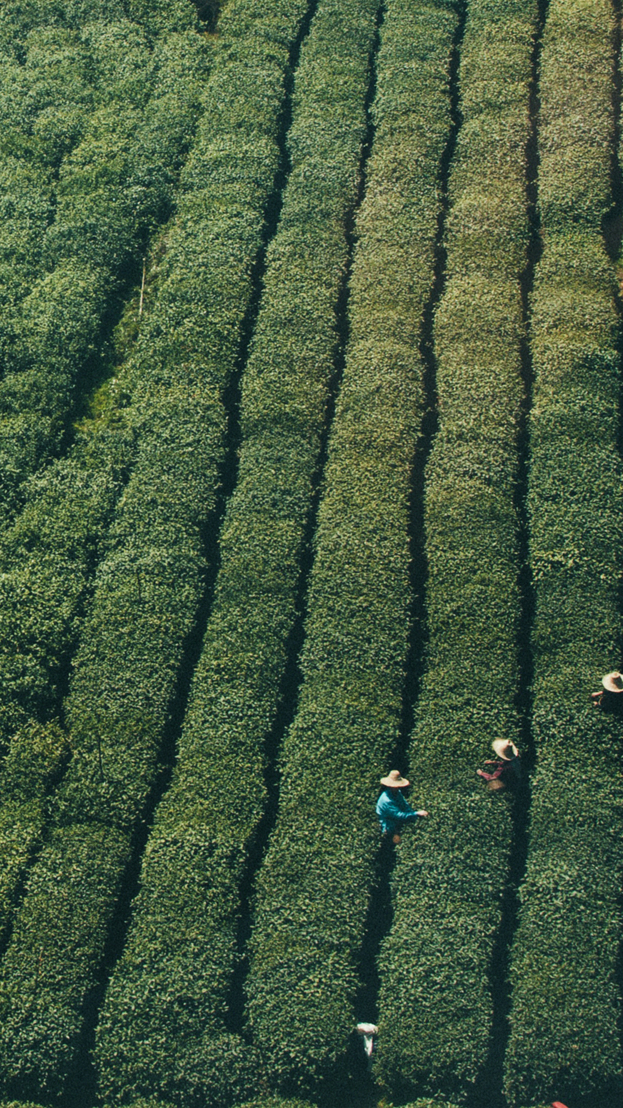 Farmer Green Nature Field Mountain Android Wallpaper - Make A Model Of Sustainable Agriculture Practices - HD Wallpaper 