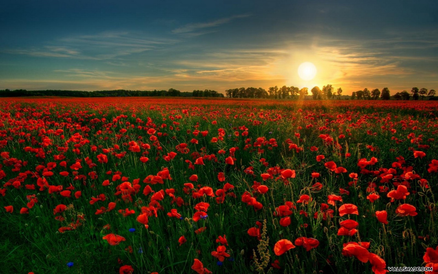 Farm, Full Hd Photo, Lorne Grigs - Remembrance Day - HD Wallpaper 
