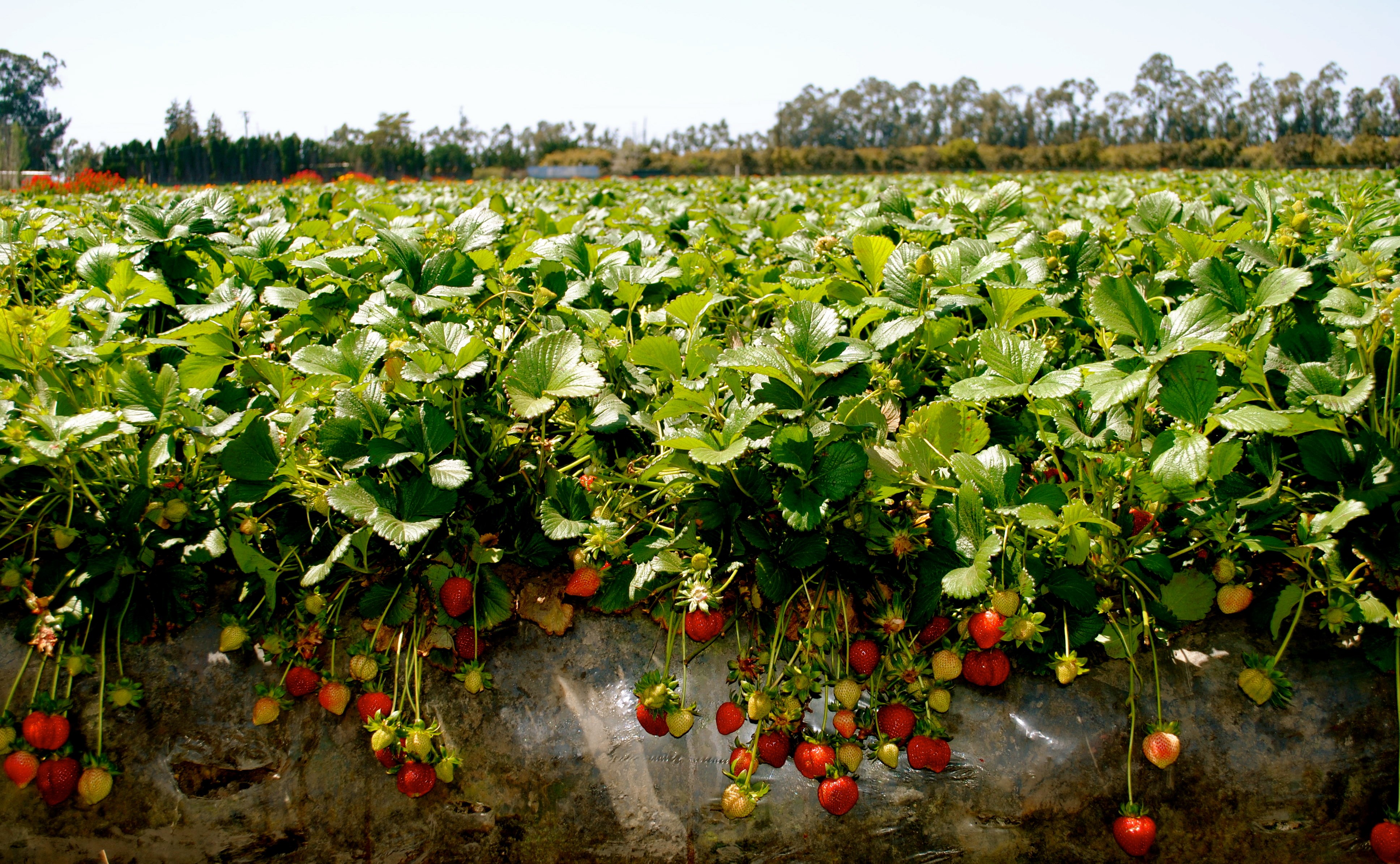 Strawberry Plantation In Goa - HD Wallpaper 