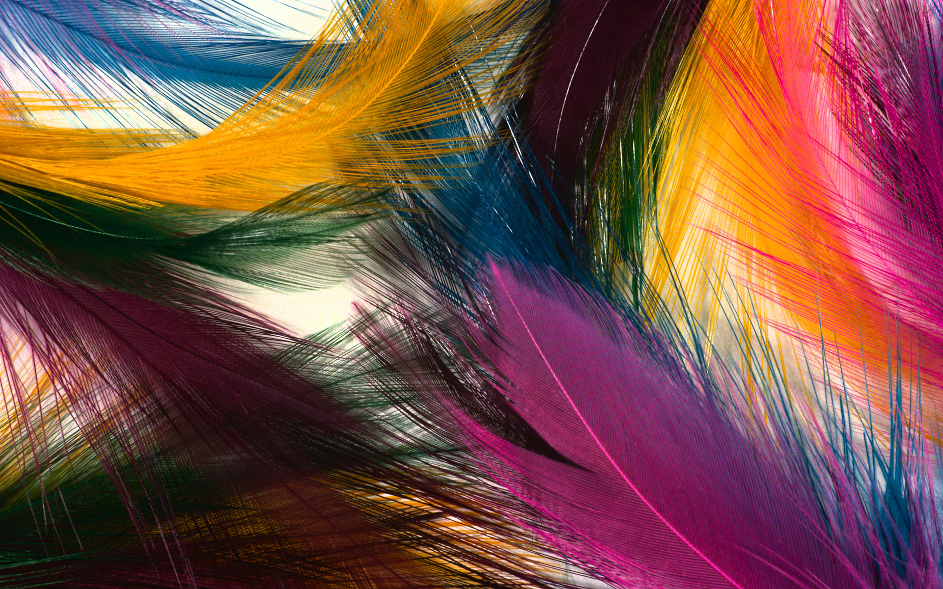 Beautiful Feathers Hd - HD Wallpaper 