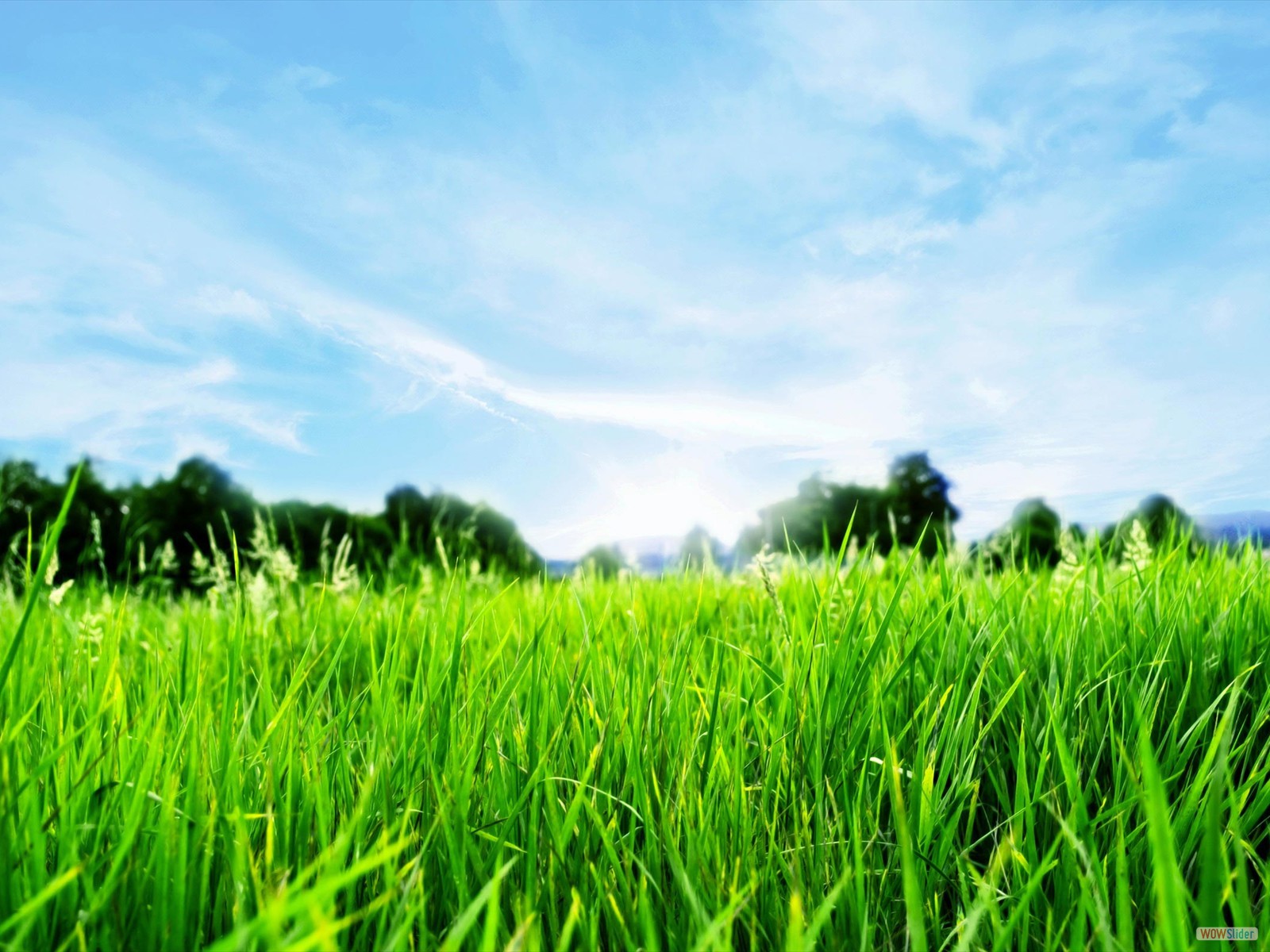 Green Grass Blue Sky Hd Widescreen Wallpapers - HD Wallpaper 