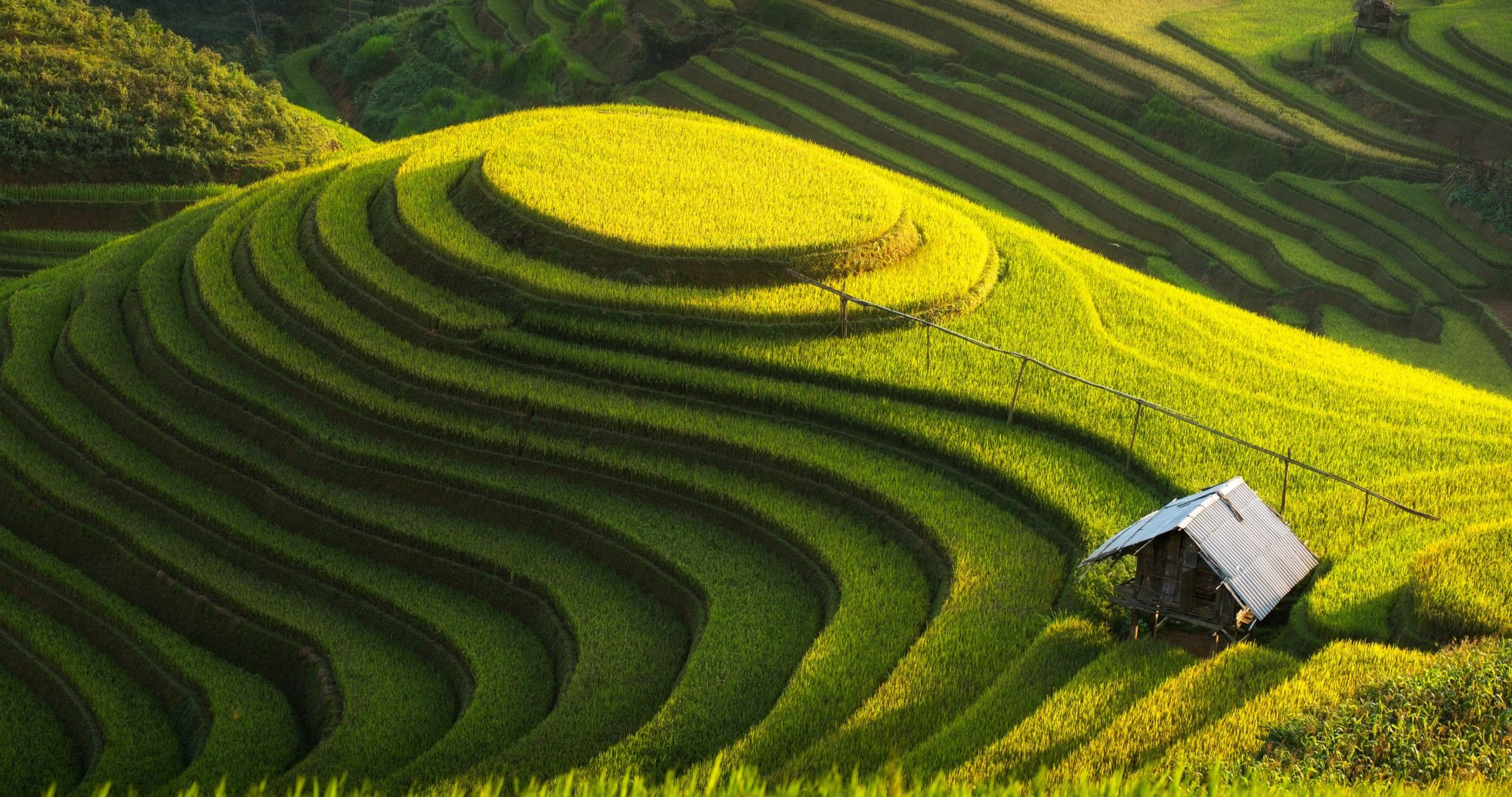 Rice Field Wallpaper For Laptop - HD Wallpaper 