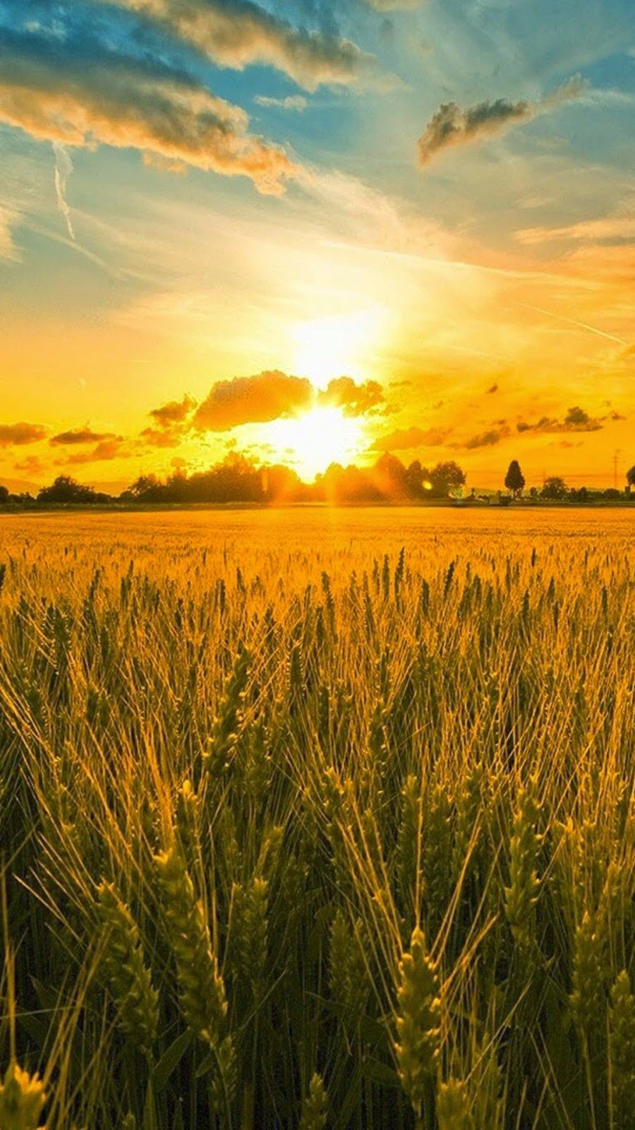 Cereal Wheat Crop Agriculture Corn Rural Pasture Farm - Sankranti Harvest - 900x1600 Wallpaper Cereal Wheat Crop Agriculture Corn Rural Pasture Farm - Sankranti Harvest - 900x1600 Wallpaper