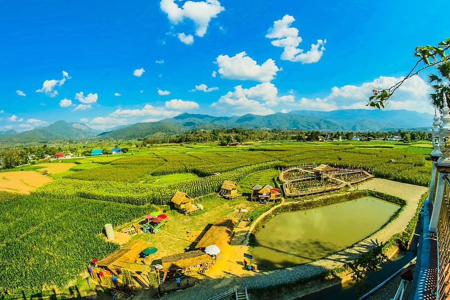 Green Rice Fields, Agricultural, Agriculture, Asia, - ทํา การเกษตร - HD Wallpaper 