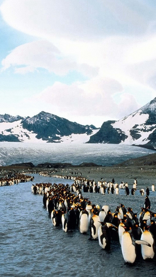 Penguins North Mountains Flock Colony Iphone Wallpaper - South Georgia Island - HD Wallpaper 