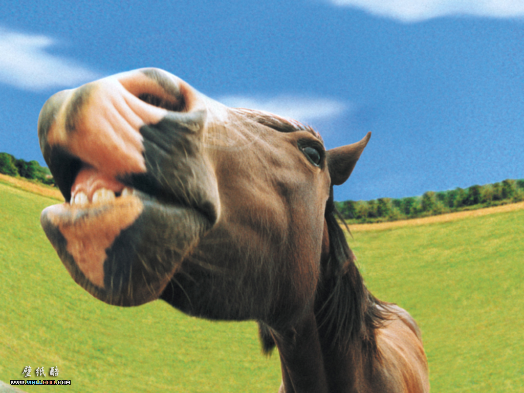 Goofy Farmyard Animals 1024*768 No - Farm Animals Close Up - HD Wallpaper 