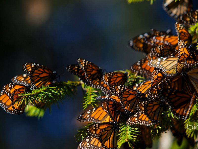 Madrean Pine Oak Woodlands Butterfly - HD Wallpaper 