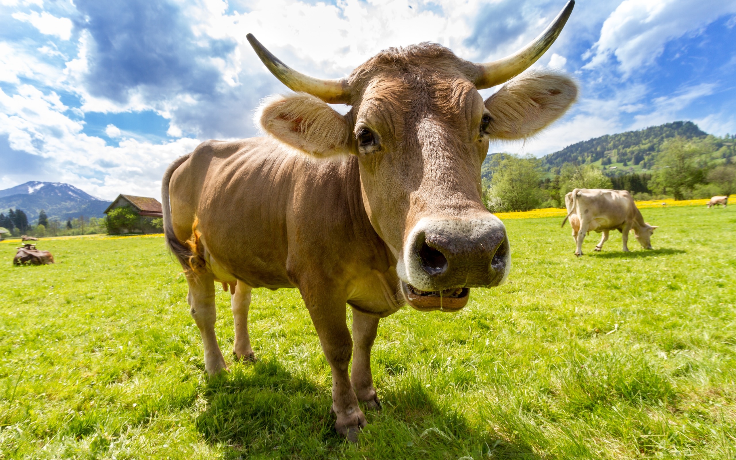 Wallpaper Farm, Animals, Cows, Grass - Malnutrition Cow - HD Wallpaper 