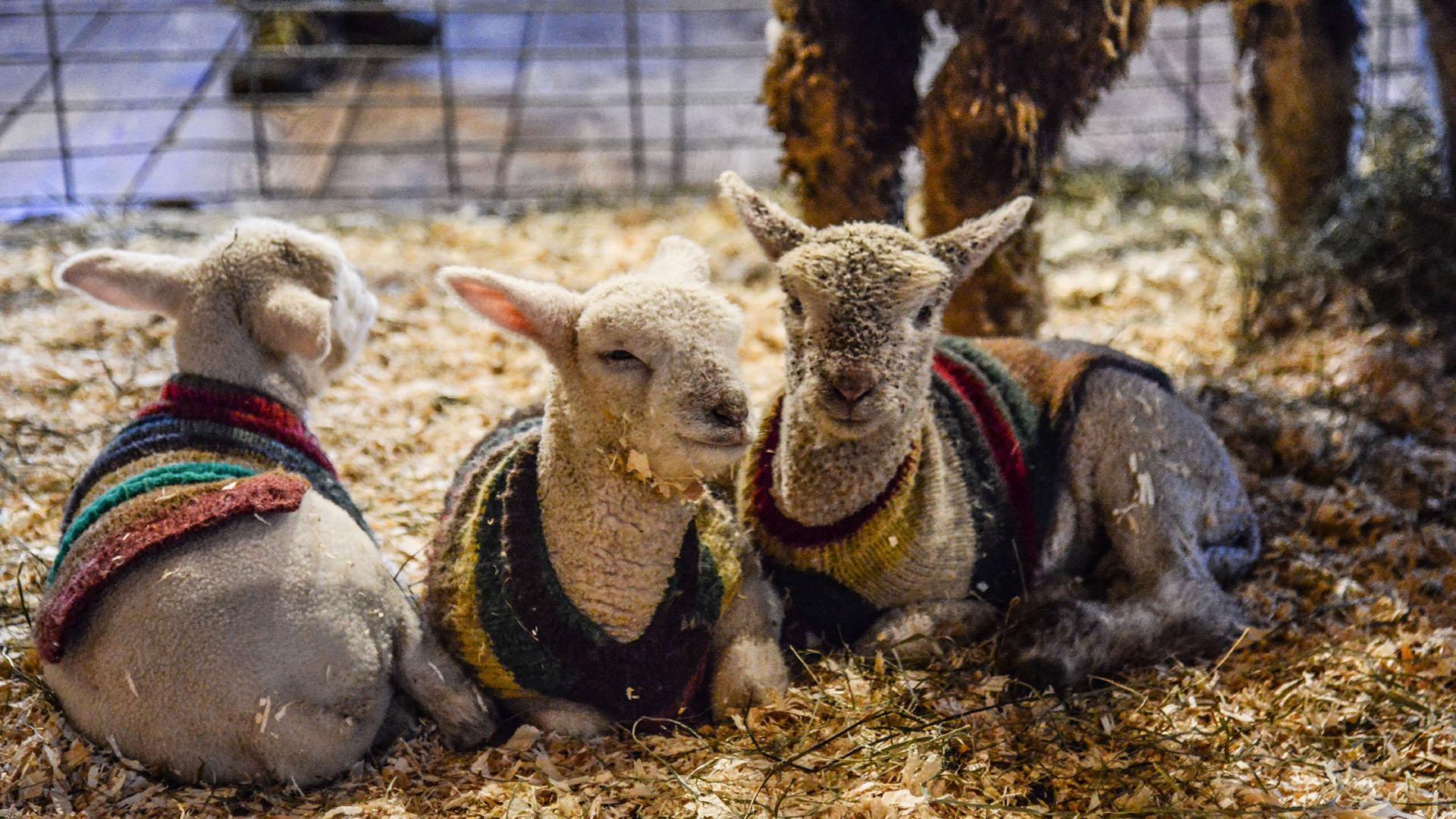 Baby Farm Animal Celebration At Billings Farm - Sheep - HD Wallpaper 