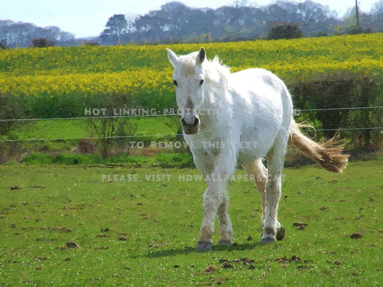 The White Horse Nice Farm Animals - Mane - HD Wallpaper 