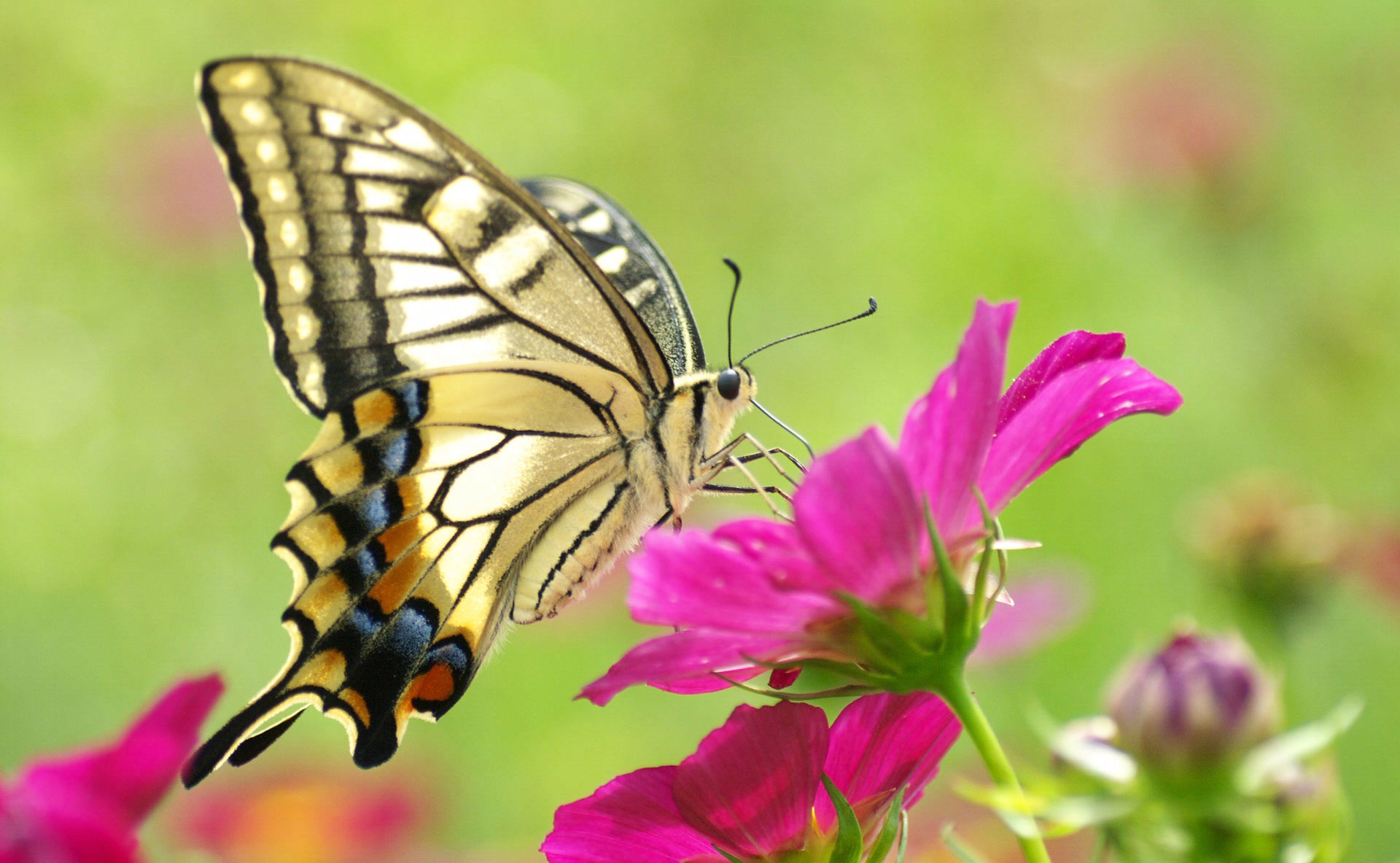 Wallpaper Butterfly, Flowers, Color, Patterns - Butterfly Flower - HD Wallpaper 