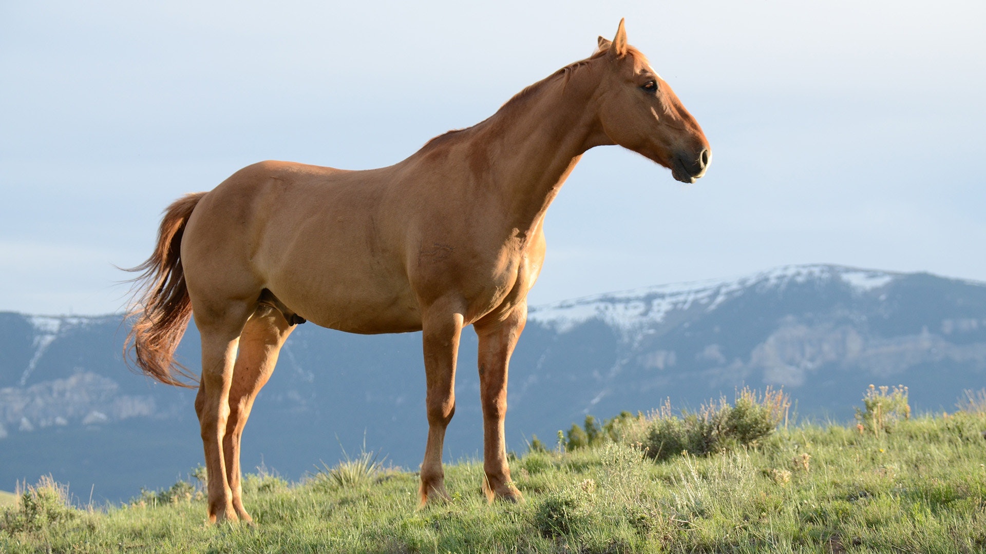 Female Horse - HD Wallpaper 