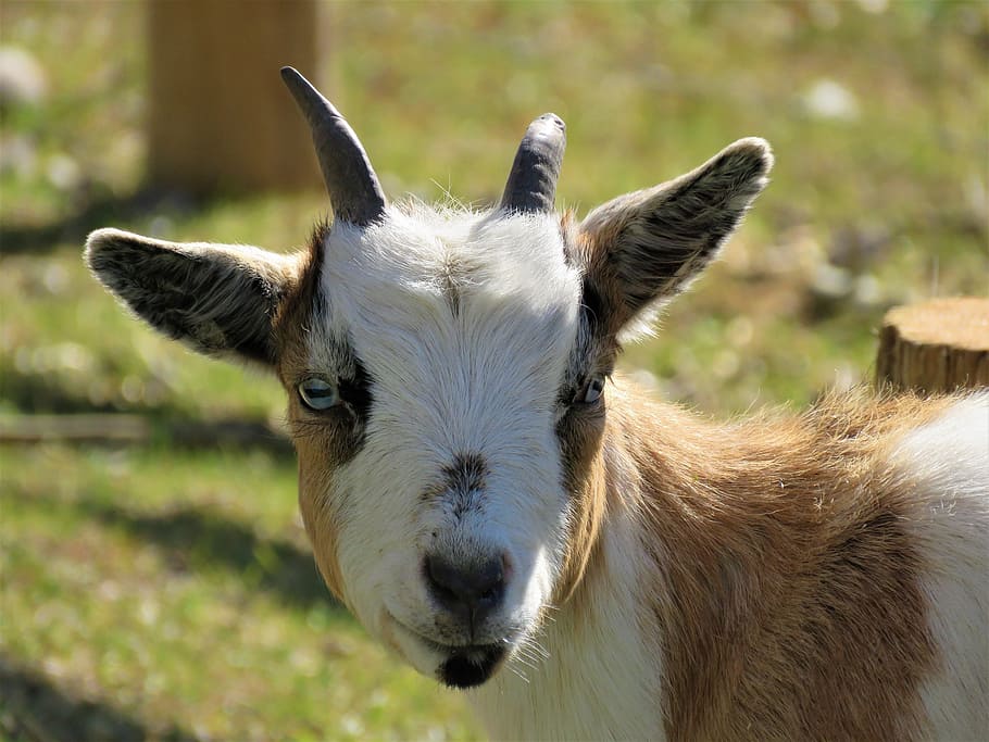 Goat, Farm, Farm Animal, Horns, Mammal, Domestic Animals, - Goat - HD Wallpaper 