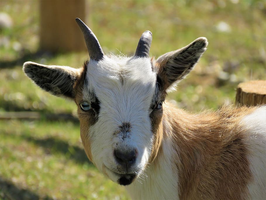 Goat, Farm, Farm Animal, Horns, Mammal, Domestic Animals, - Goat - HD Wallpaper 