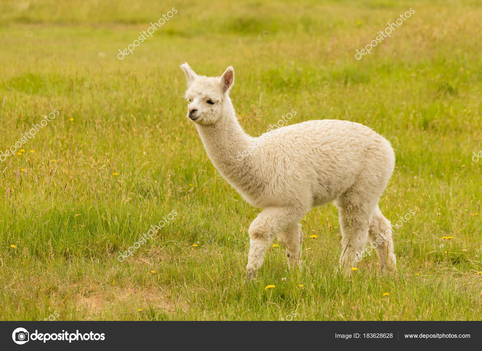 Bebes Imagenes De Alpacas - HD Wallpaper 