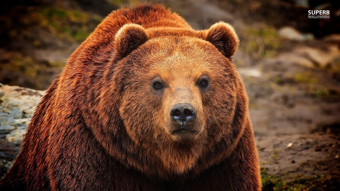 Grizzly Bear 4k - HD Wallpaper 