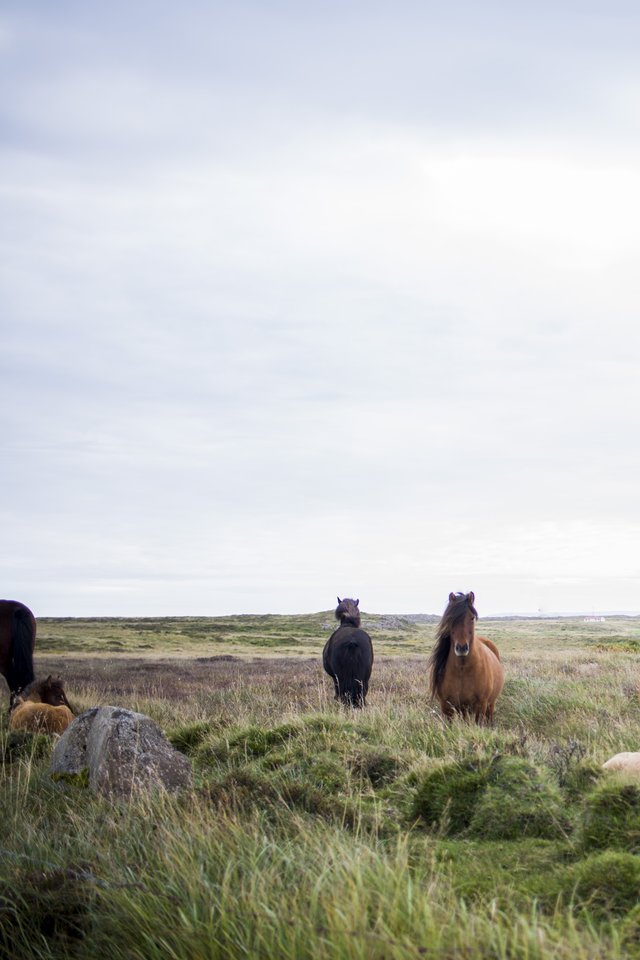 Nature Farm Animals Horses - Horse - HD Wallpaper 