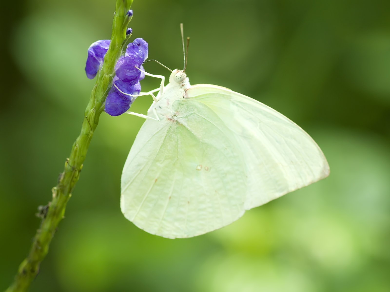 White Butterfly Meaning - HD Wallpaper 