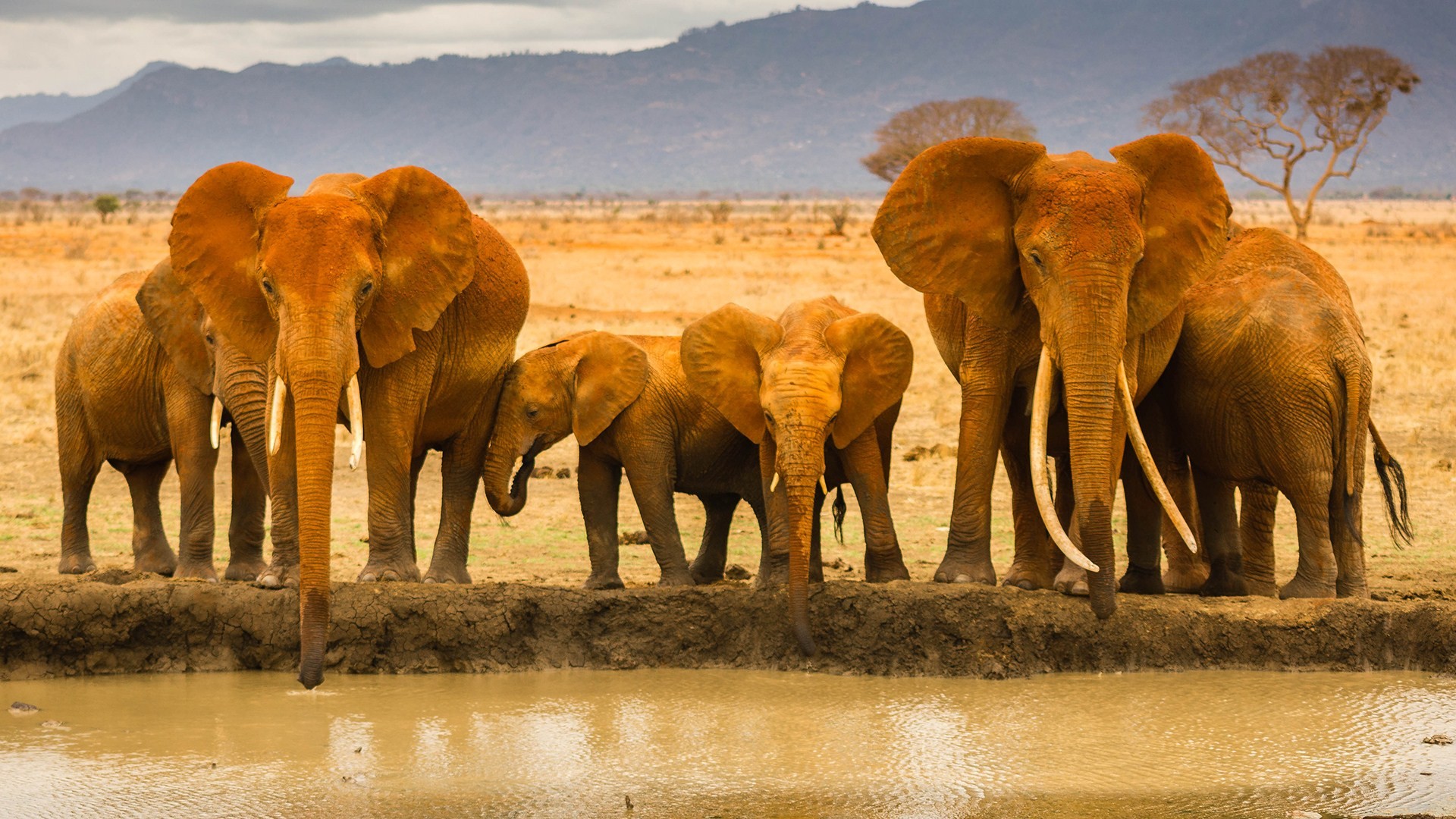 African Bush Elephant Pictures Free Download - African Animals High Resolution - HD Wallpaper 