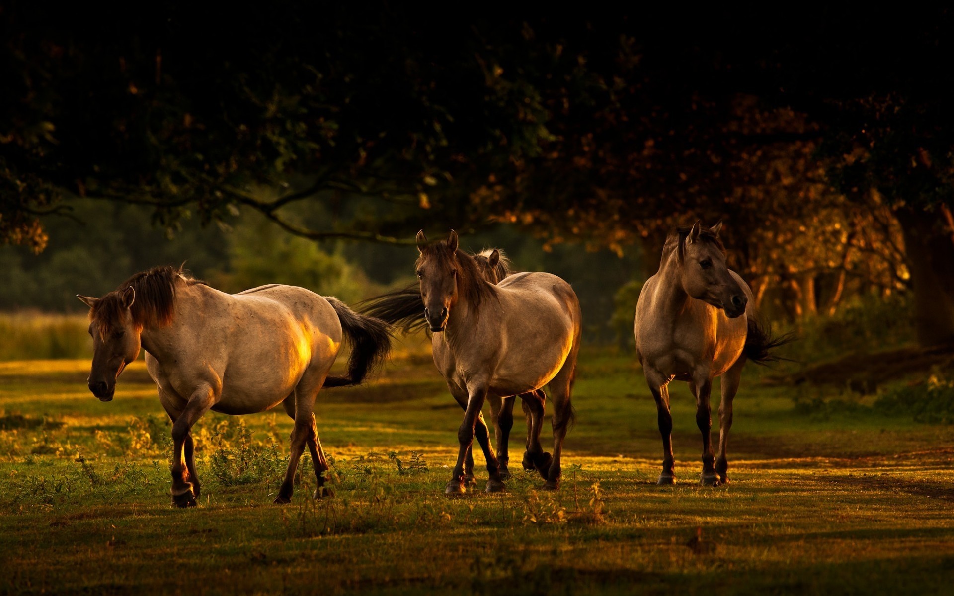 Animals Mare Cavalry Horse Mammal Animal Stallion Equine - Nature Wallpaper Horses - HD Wallpaper 