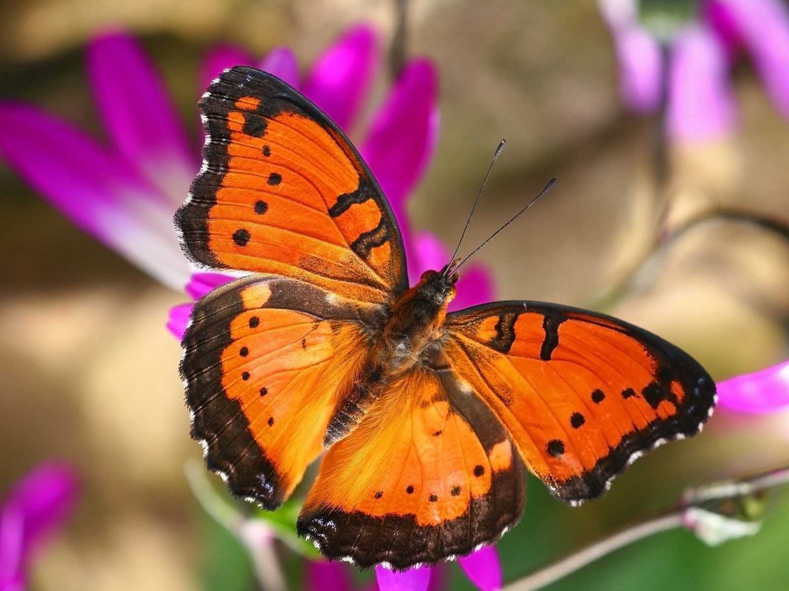 Beautiful Butterflies - Normal Wallpaper Download - HD Wallpaper 