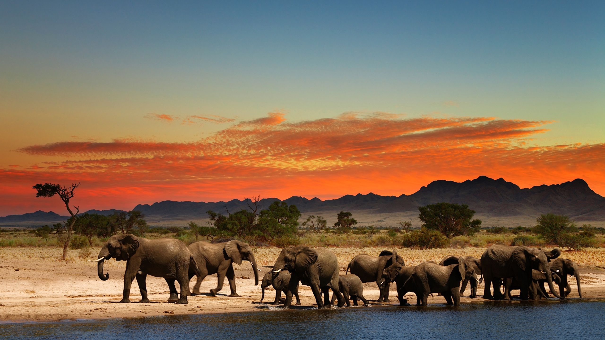 African Elephant 4k - HD Wallpaper 